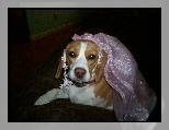 Beagle Harrier, r�owy, welon